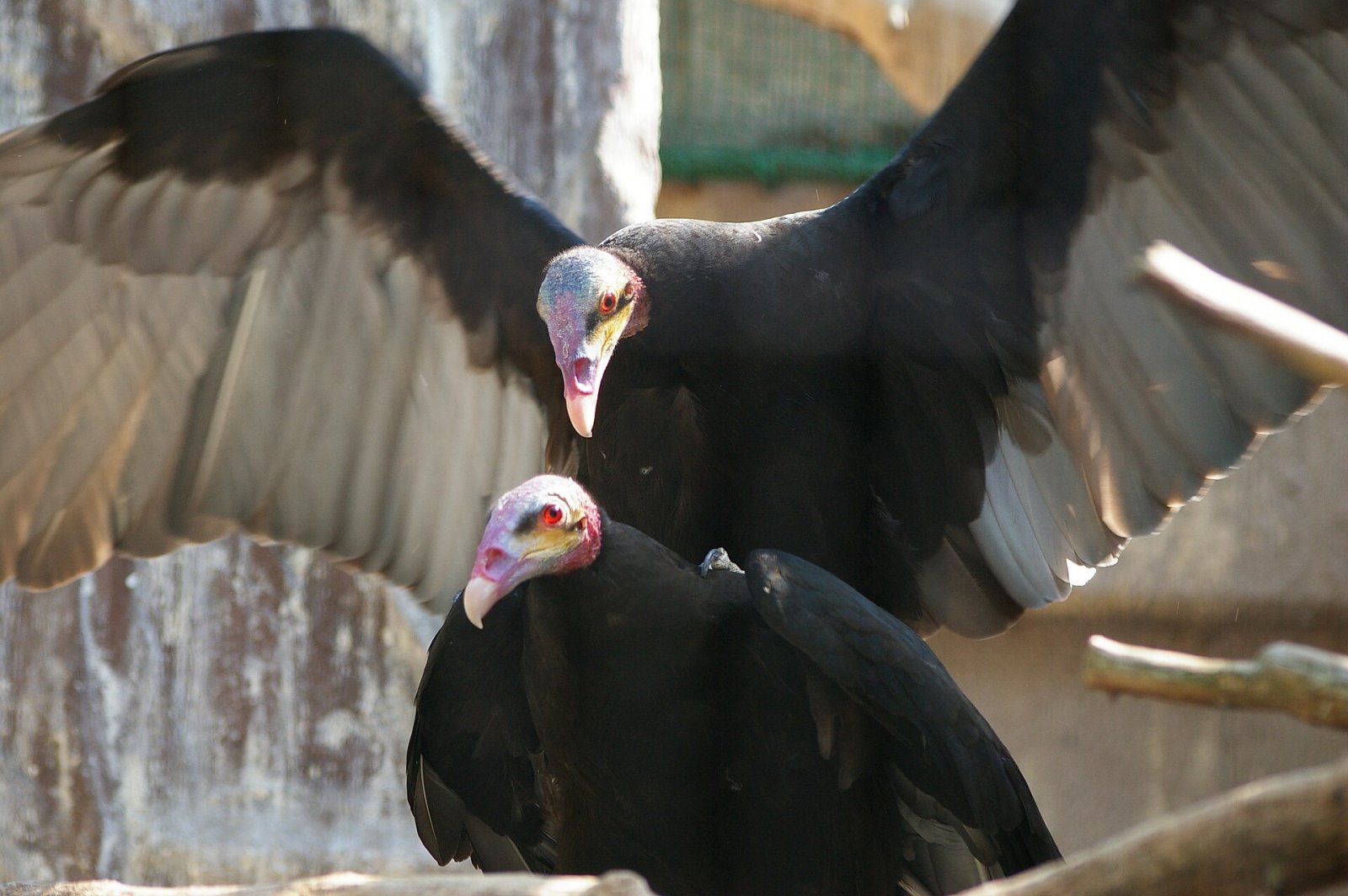 Discovering Tennoji Zoo: A Nature Haven in Osaka - Osaka | Secret World Trip Planner