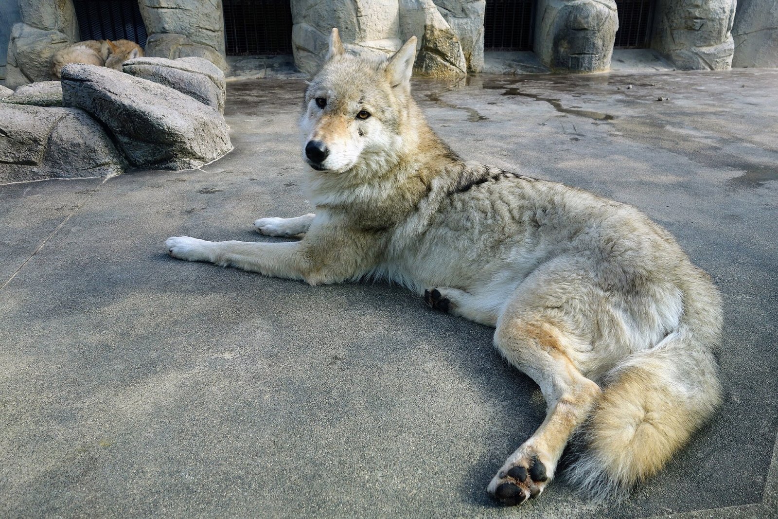 Discovering Tennoji Zoo: A Nature Haven in Osaka - Osaka | Secret World Trip Planner