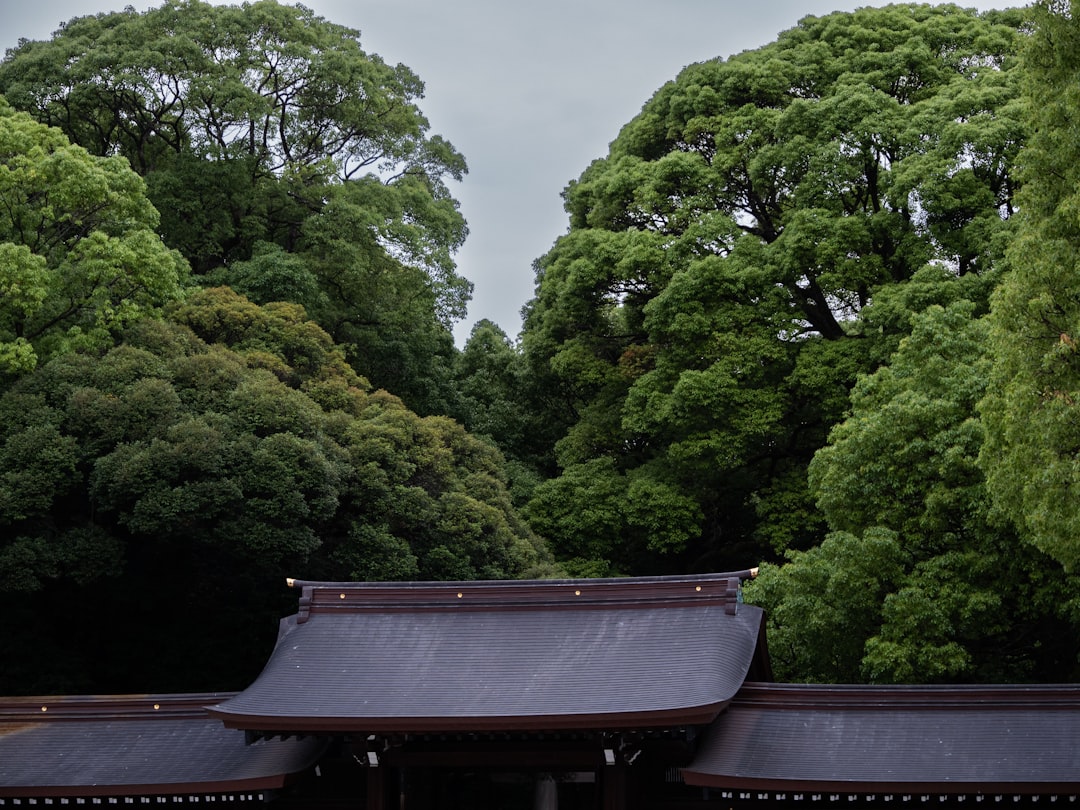 Discover Meiji Shrine: A Tokyo Gem of Culture and Nature — Shibuya