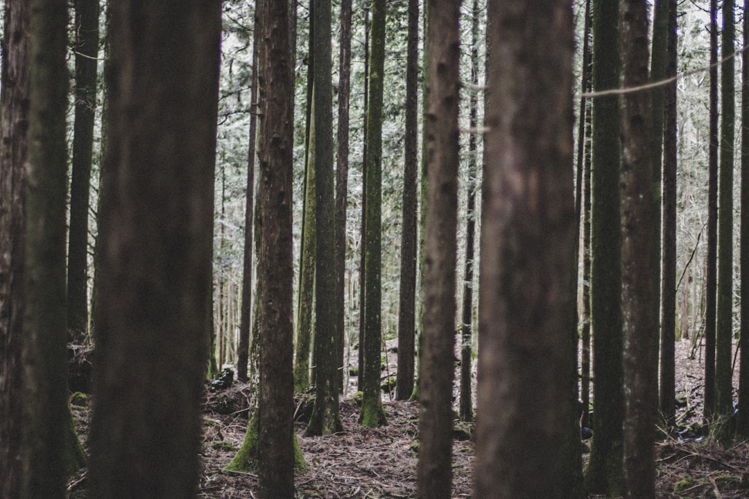Aokigahara Forest: un viaggio nel cuore della natura giapponese - Fujikawaguchiko | Secret World Trip Planner