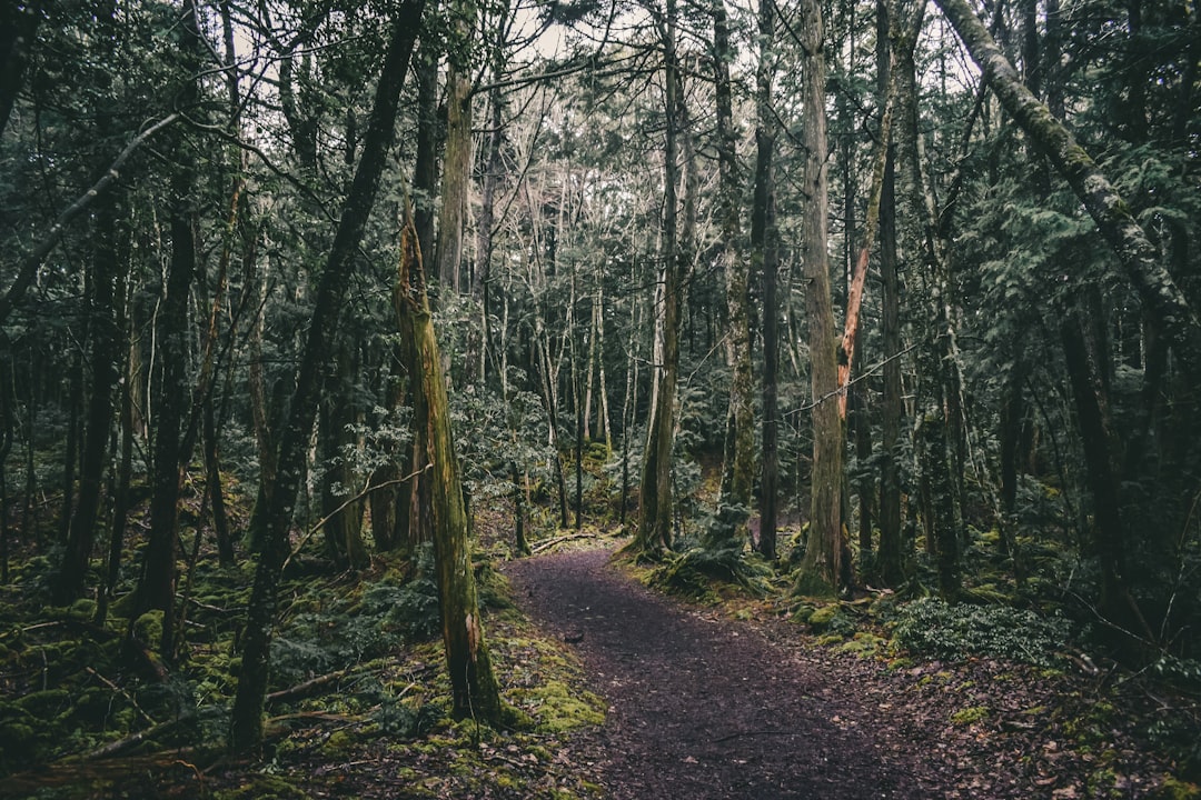 Aokigahara Forest: a Journey into the Heart of Japanese Nature — Fujikawaguchiko