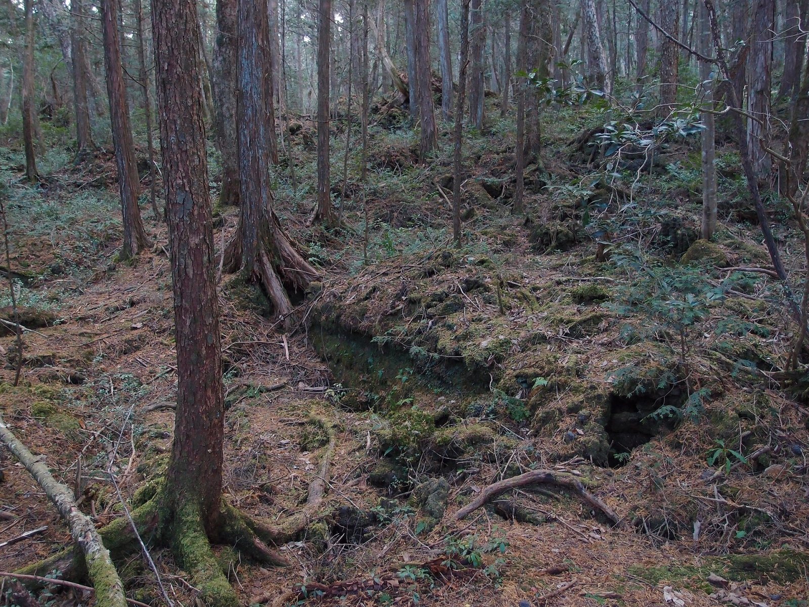 Aokigahara Forest: a Journey into the Heart of Japanese Nature - Fujikawaguchiko | Secret World Trip Planner