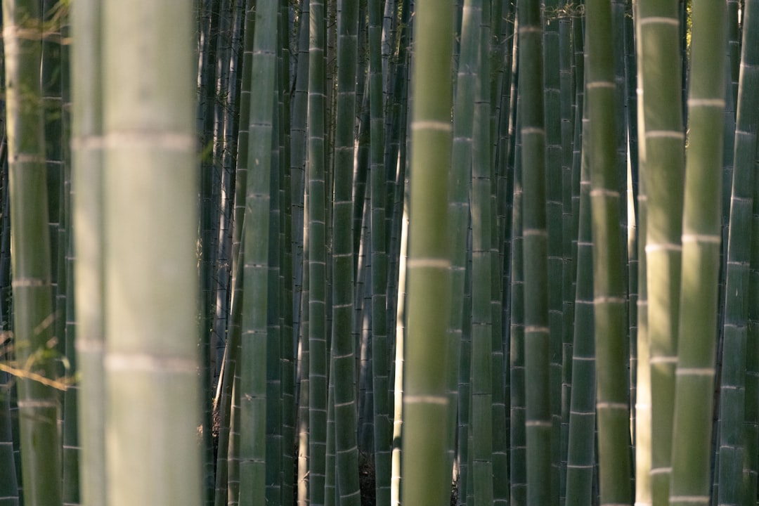 Scopri la Magia del Bosco di Bamboo di Arashiyama a Kyoto - Kyoto | Secret World Trip Planner