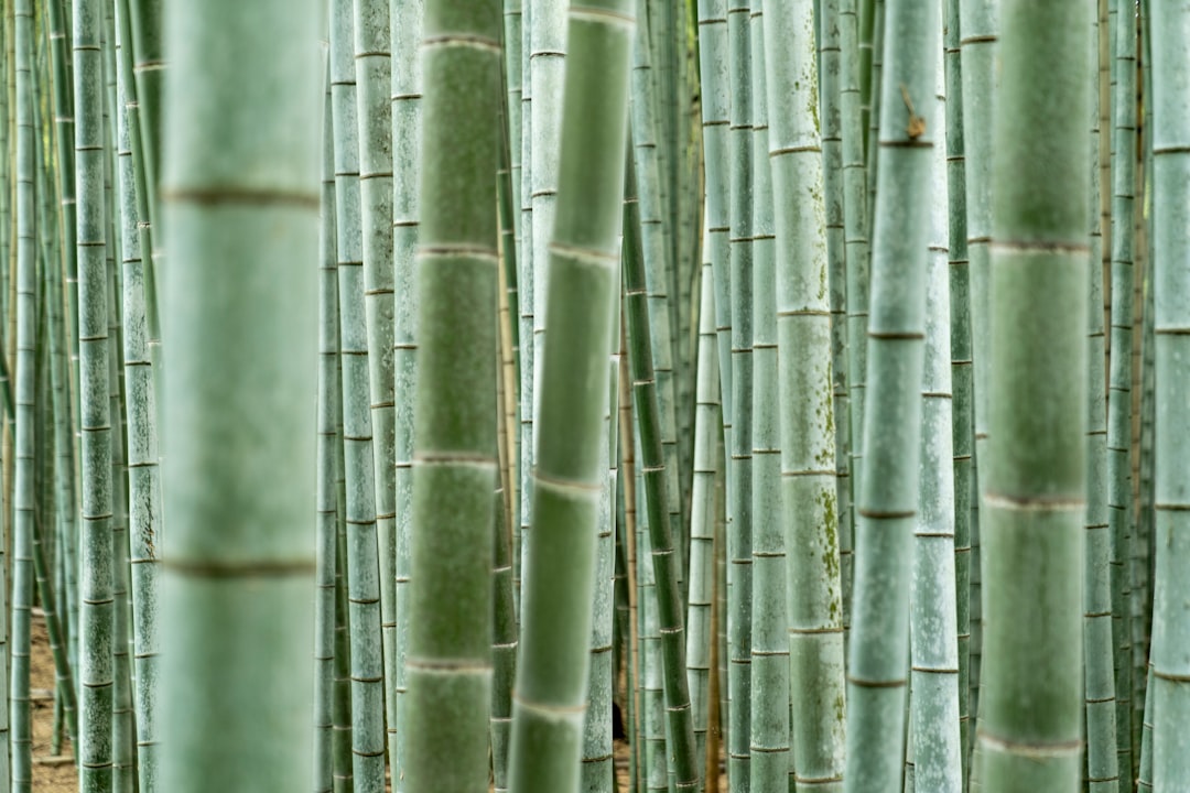 Entdecken Sie die Magie des Arashiyama Bamboo Grove in Kyoto - Kyoto | Secret World Trip Planner