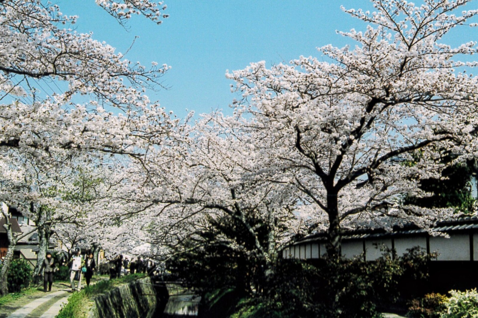 Entdecken Sie den Philosophenweg in Kyoto: Eine Reise in die Natur - Kyoto | Secret World Trip Planner