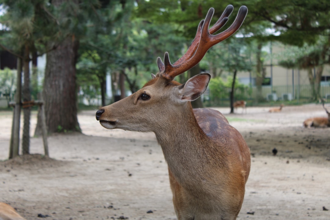 Scopri il Nara Deer Park: un angolo di natura in Giappone - Nara | Secret World Trip Planner