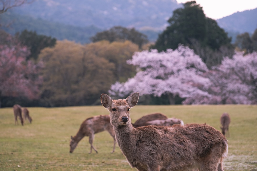 Entdecken Sie den Nara Deer Park: Ein Naturparadies in Japan - Nara | Secret World Trip Planner