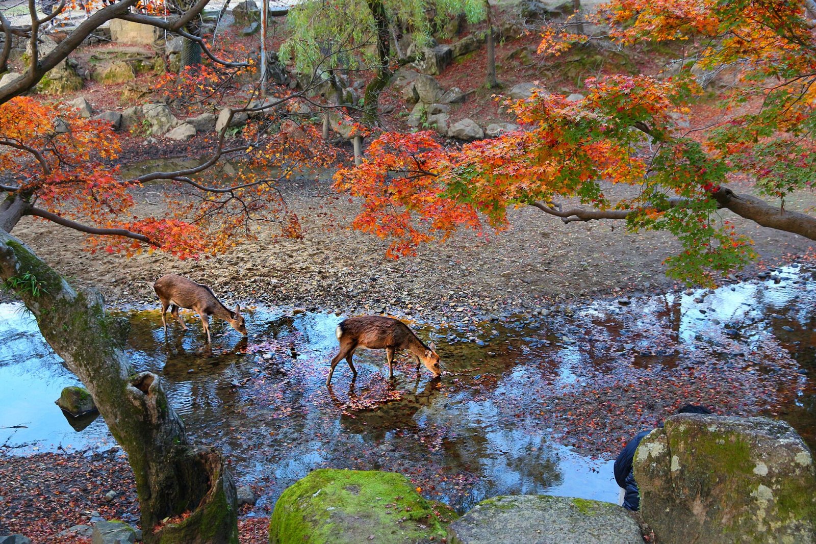 Entdecken Sie den Nara Deer Park: Ein Naturparadies in Japan - Nara | Secret World Trip Planner