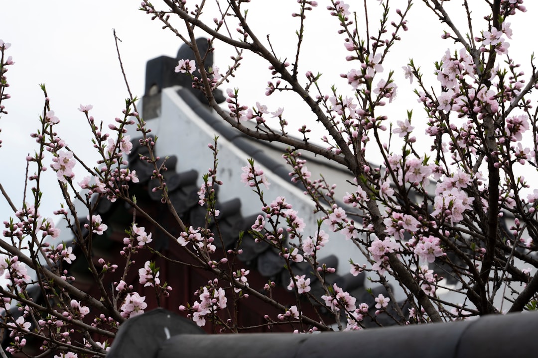 Discover Gyeonghuigung Palace: History and Beauty of Seoul - Jongno District | Secret World Trip Planner