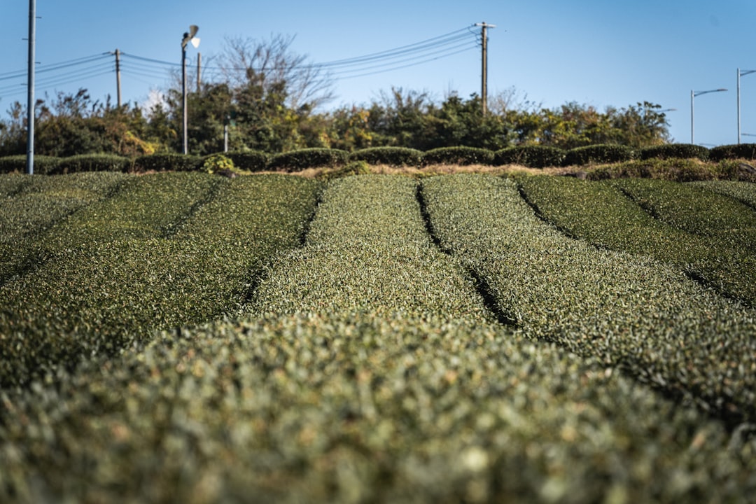 Entdecken Sie die Grünteeplantagen von Boseong: Ein Naturparadies in Südkorea — Boseong
