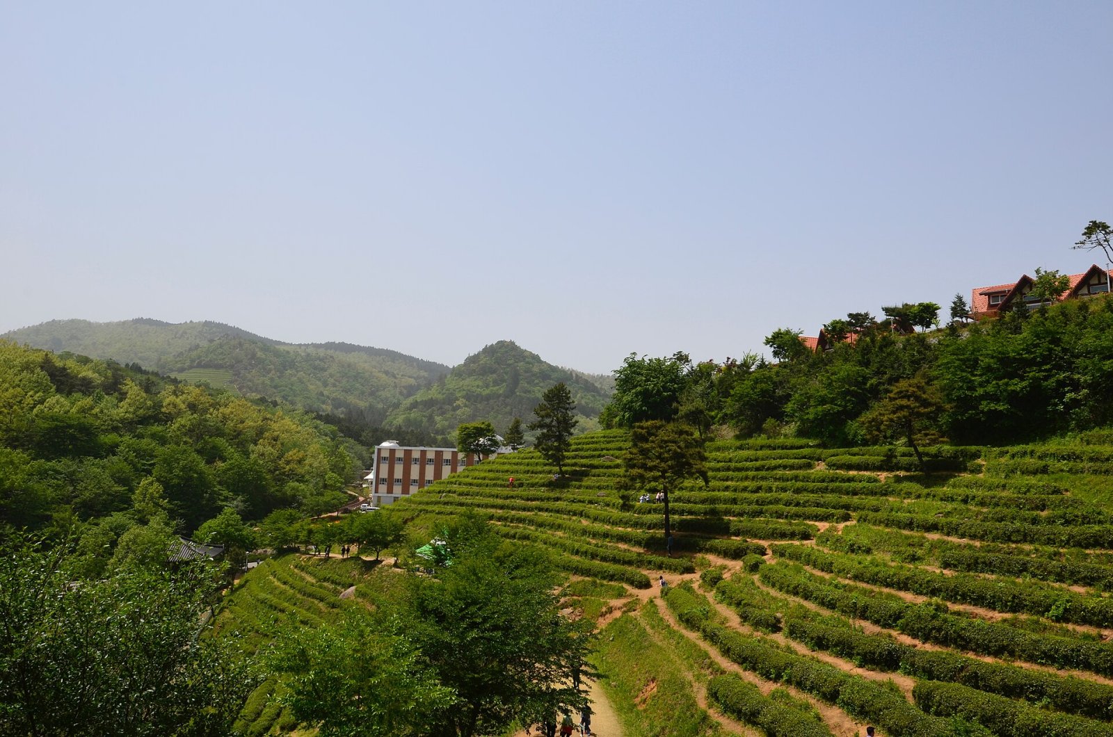 Entdecken Sie die Grünteeplantagen von Boseong: Ein Naturparadies in Südkorea - Boseong | Secret World Trip Planner