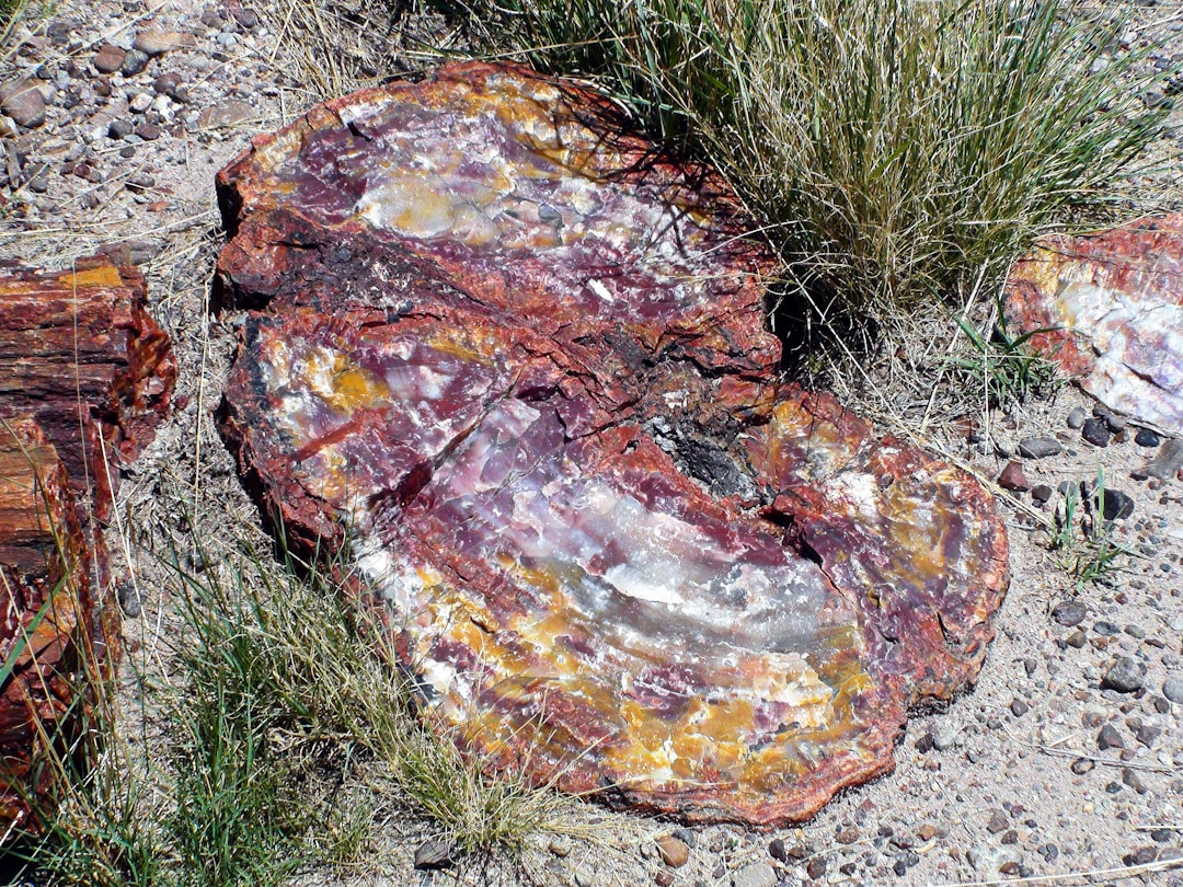 Entdecken Sie den Petrified Forest National Park in Arizona - Weinan | Secret World Trip Planner
