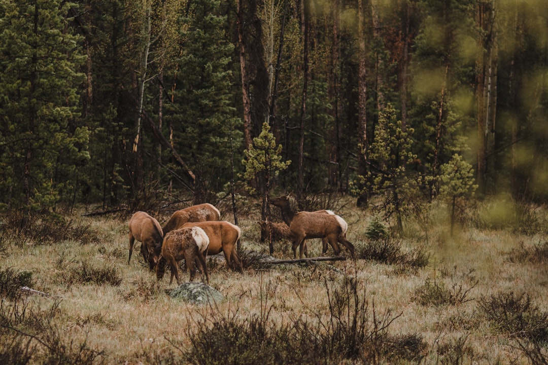 Scopri il Grand Teton National Park: un gioiello della natura | Secret World Trip Planner