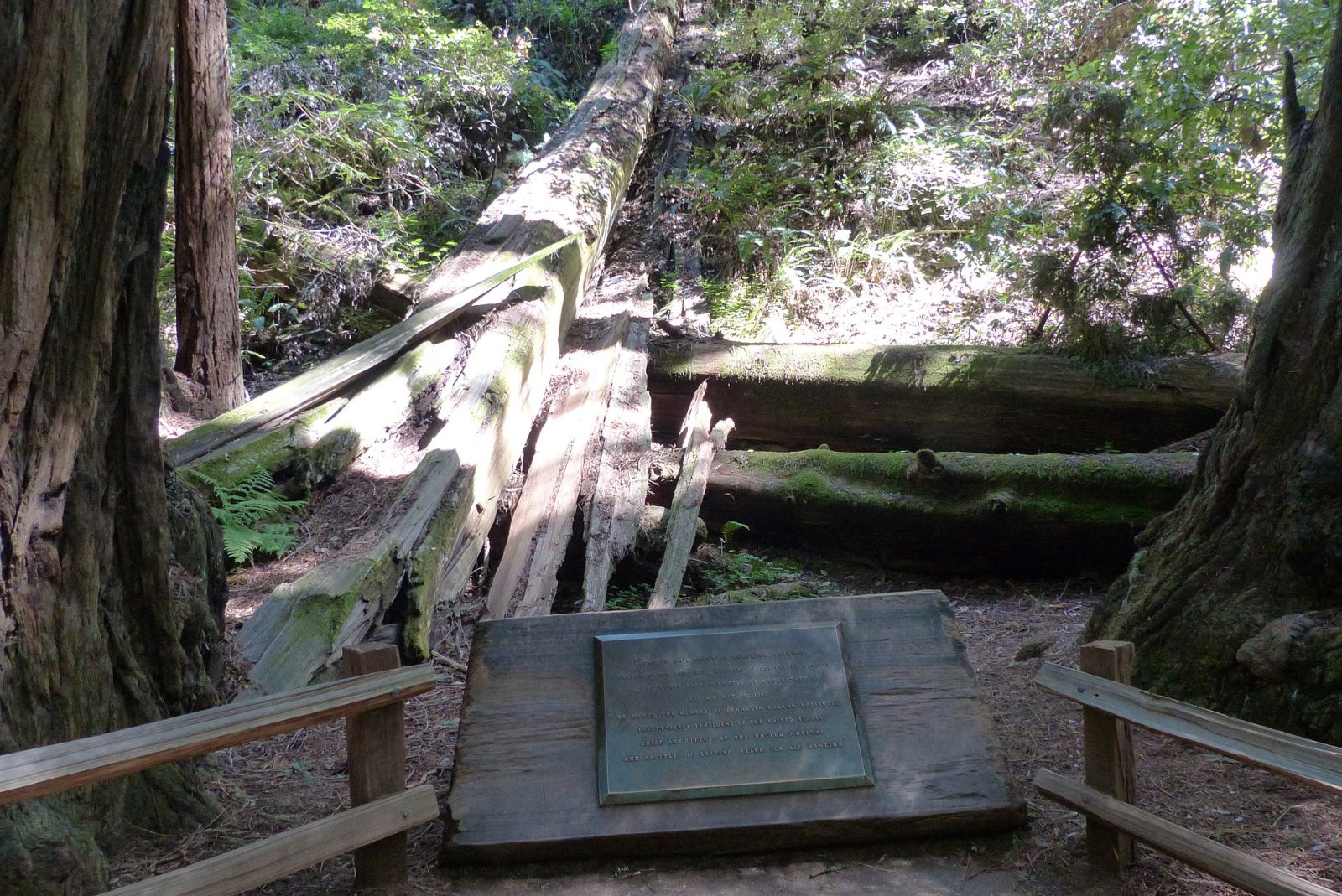 Entdecken Sie das Muir Woods National Monument: Ein Naturjuwel in Kalifornien | Secret World Trip Planner
