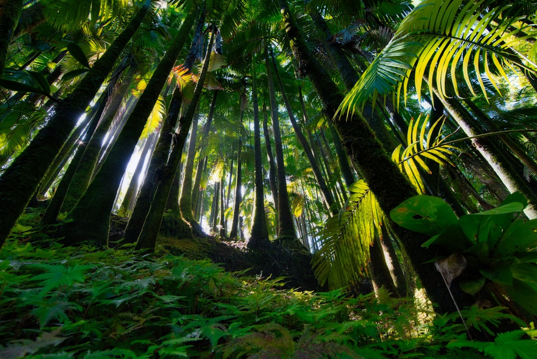 Discover the Magic of Hoh Rain Forest in Forks, Washington