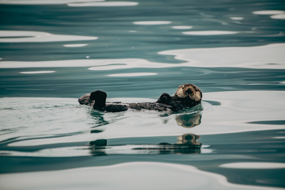 Kenai Fjords National Park: un gioiello naturale in Alaska | Secret World Trip Planner