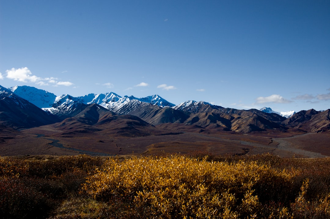 Esplora la bellezza selvaggia del Denali National Park
