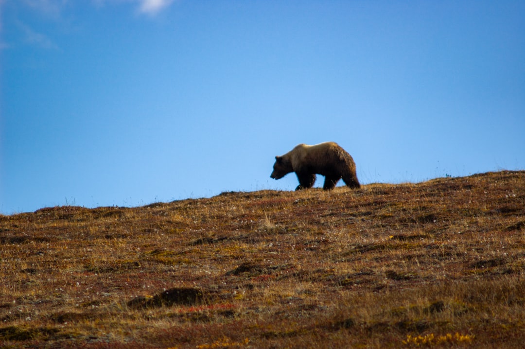 Entdecken Sie die wilde Schönheit des Denali Nationalparks | Secret World Trip Planner