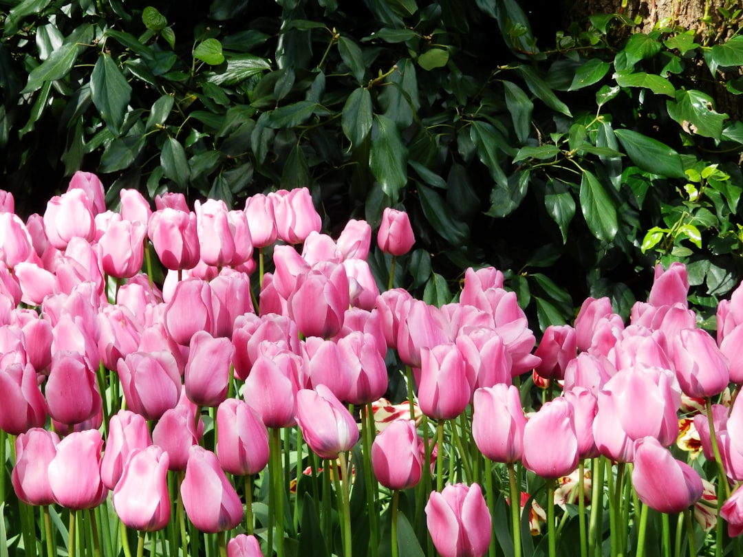 Keukenhof: Il Giardino dei Fiori più Grande del Mondo - Stationsweg 166A | Secret World Trip Planner