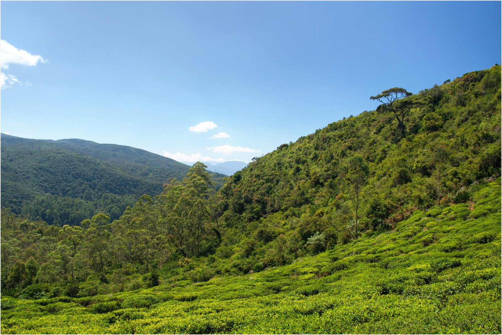 Single Tree Hill: Ein Naturjuwel in Sri Lanka - Nuwara Eliya | Secret World Trip Planner