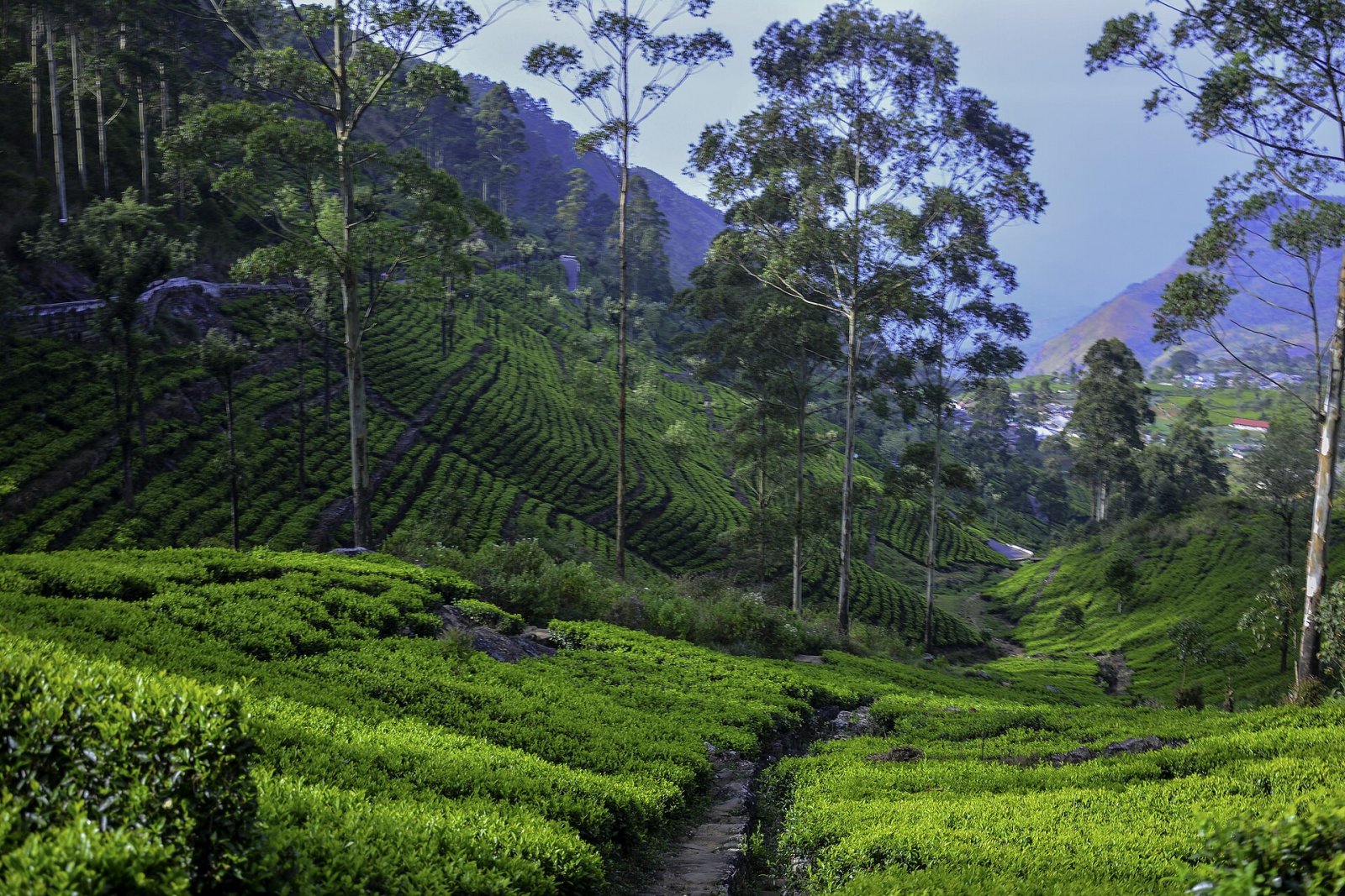 Discover Lipton's Seat: The Untouched Panorama of Sri Lanka - Miriyabedde | Secret World Trip Planner