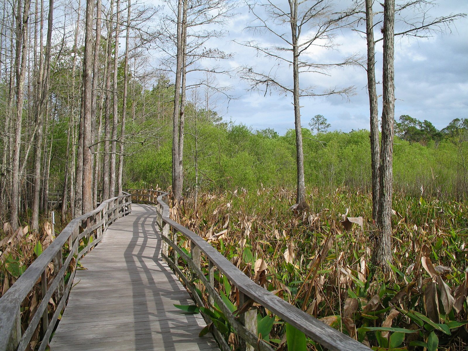 Corkscrew Swamp Sanctuary: A Natural Paradise in Florida — Ghatampur