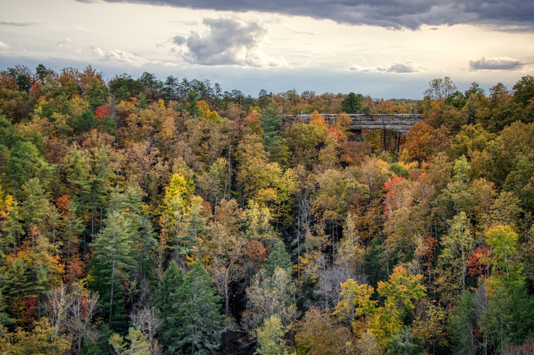 Entdecke den Red River Gorge: Ein Naturparadies in Kentucky