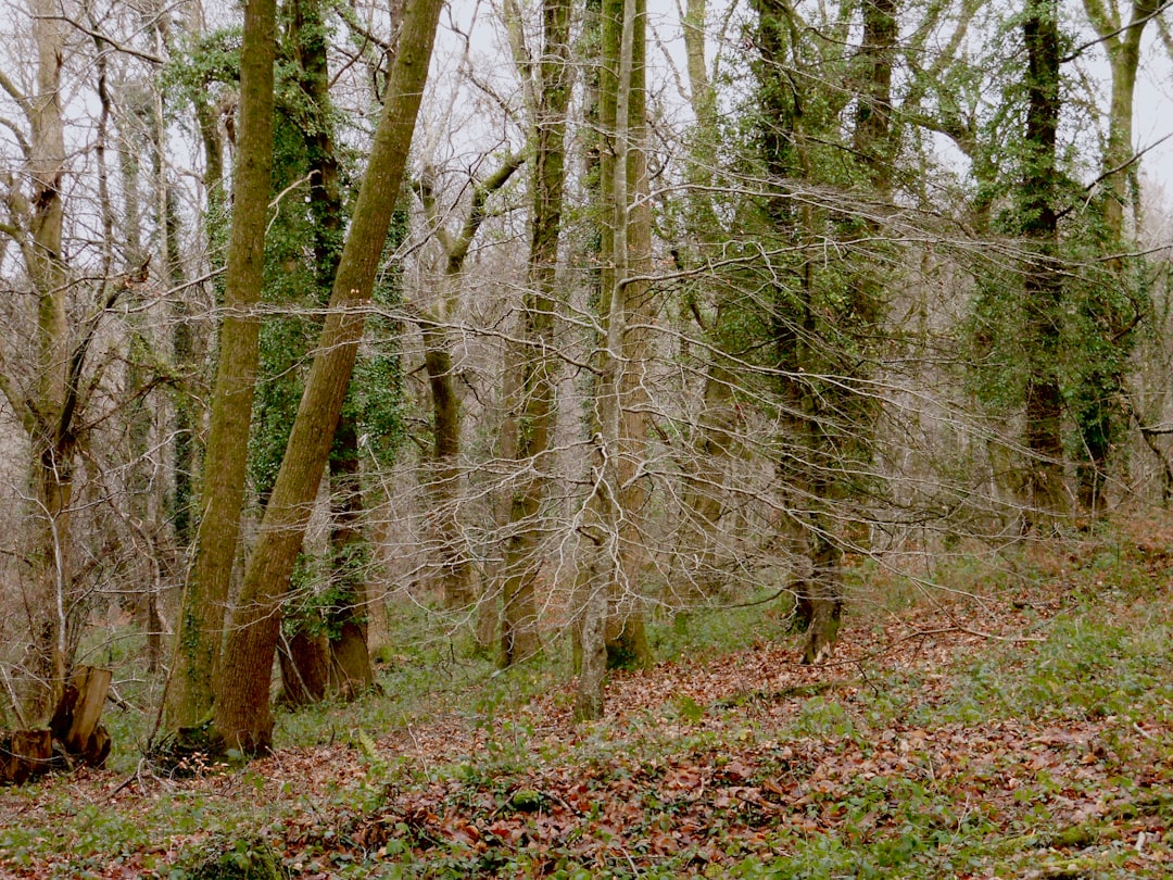 Discover Dark Hedges: the Enchanted Road of Northern Ireland | Secret World Trip Planner