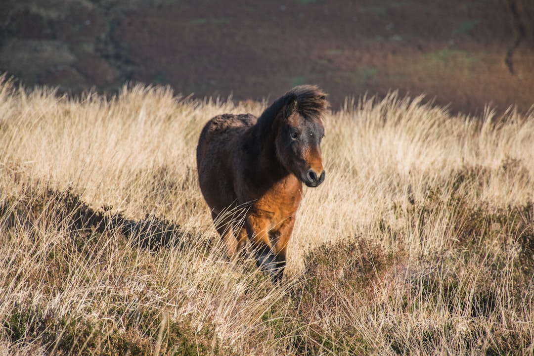 Discover the Charm of Dartmoor National Park in England - HX28+2M Lens | Secret World Trip Planner
