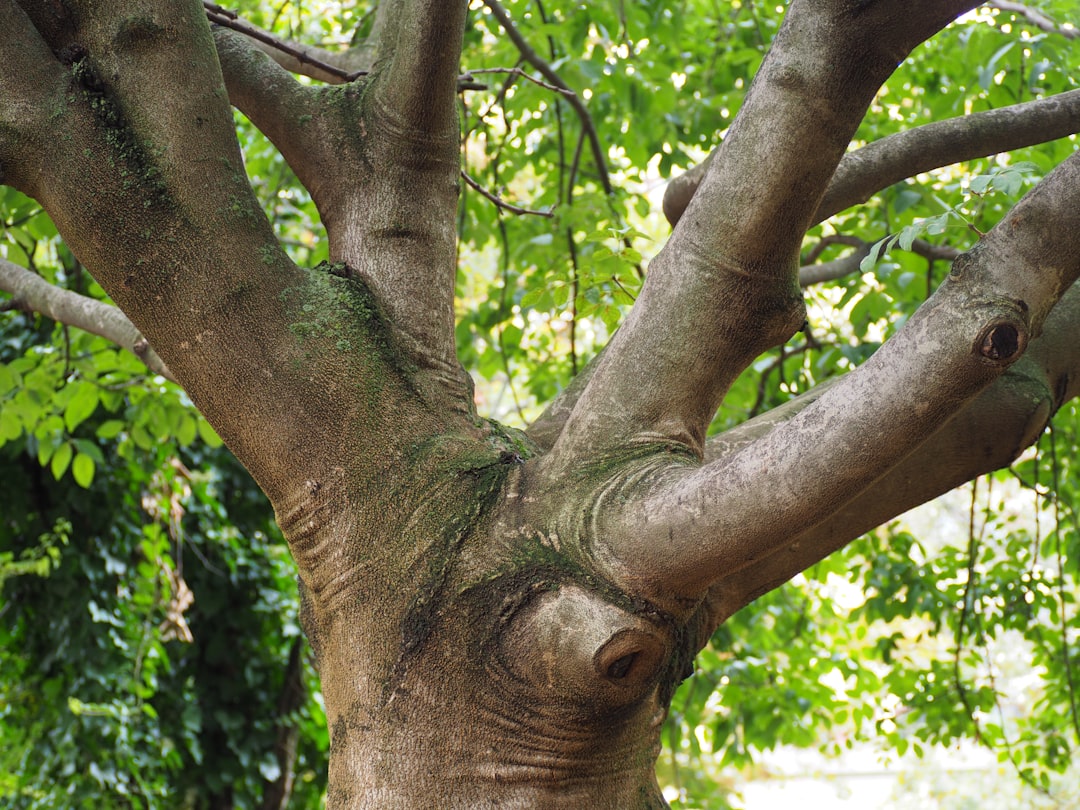 Gossip Tree: The Sound Art Heart of Sibiu - Strada Turnului 2 | Secret World Trip Planner
