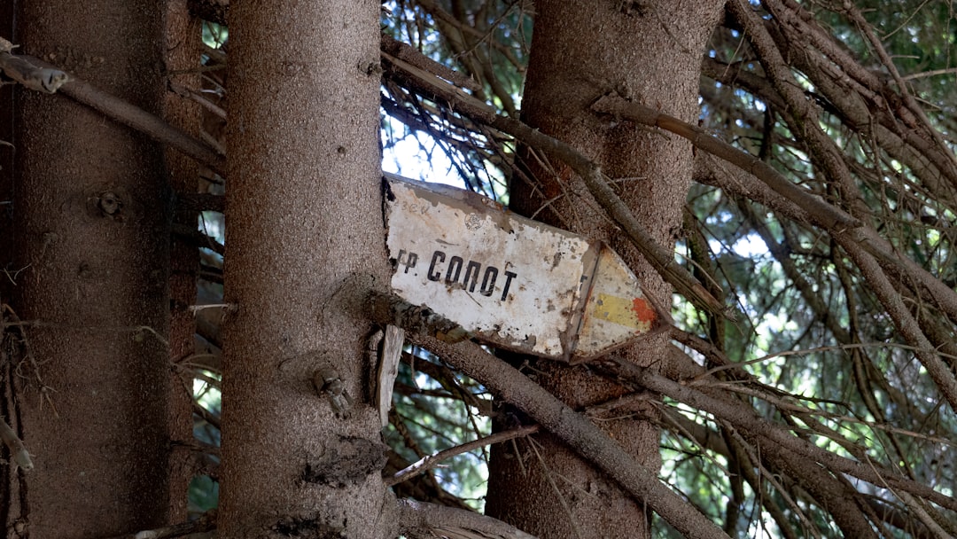 Gossip Tree: The Sound Art Heart of Sibiu - Strada Turnului 2 | Secret World Trip Planner