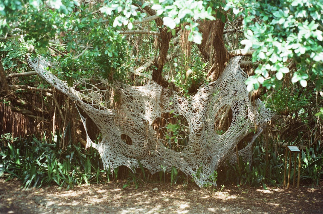 Gossip Tree: Klangkunst im Herzen von Sibiu — Strada Turnului 2