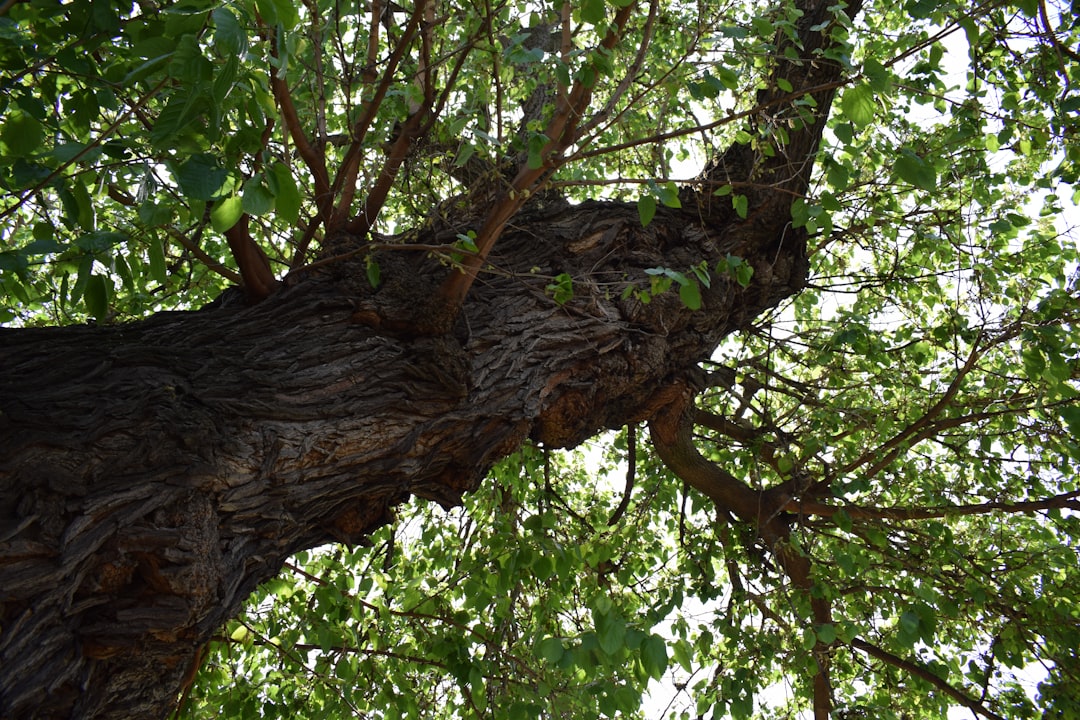 Gossip Tree: Klangkunst im Herzen von Sibiu - Strada Turnului 2 | Secret World Trip Planner