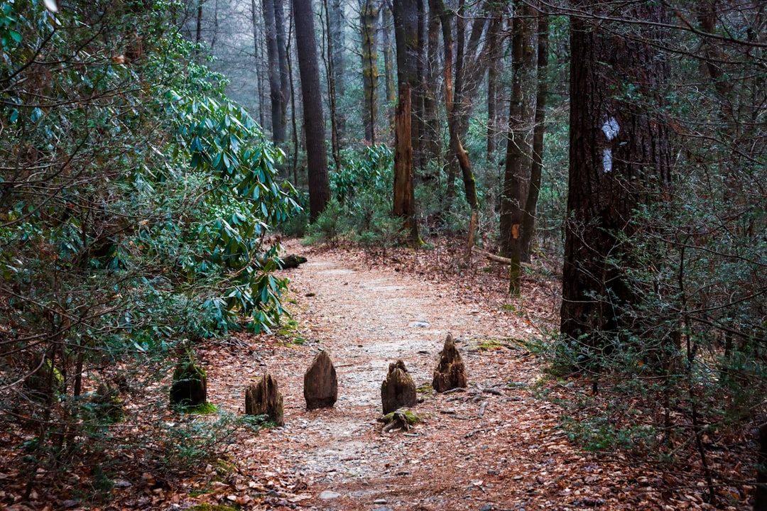 Entdecke den Appalachian National Scenic Trail - Appalachian National Scenic Trail | Secret World Trip Planner
