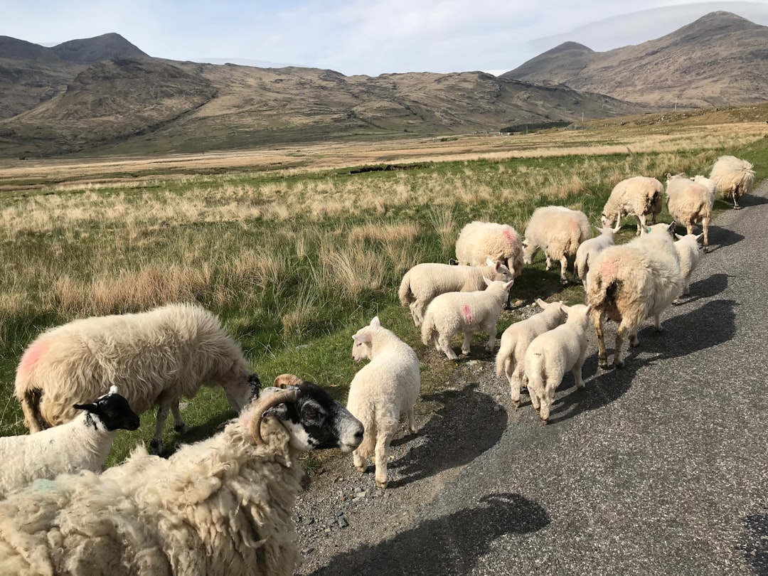 Mull: Die wilde Insel Schottlands - Mull | Secret World Trip Planner