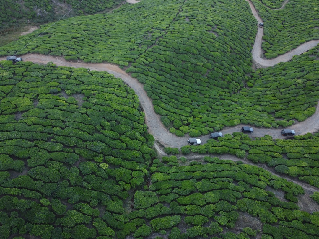 Munnar: A Paradise Among the Tea Plantations — Munnar