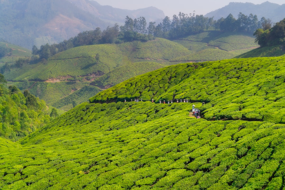 Munnar: A Paradise Among the Tea Plantations - Munnar | Secret World Trip Planner