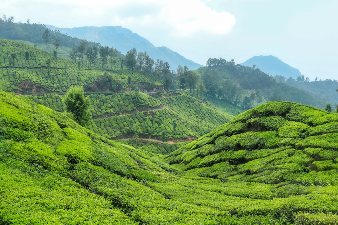 Munnar: A Paradise Among the Tea Plantations - Munnar | Secret World Trip Planner