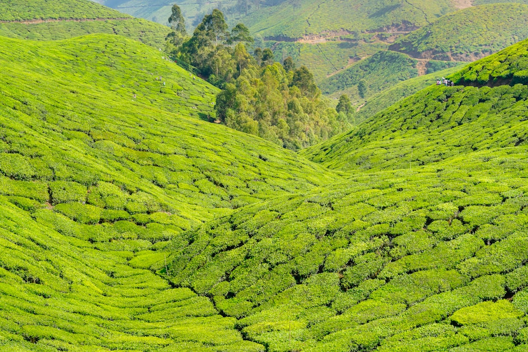 Munnar: Ein Paradies zwischen Teeplantagen - Munnar | Secret World Trip Planner