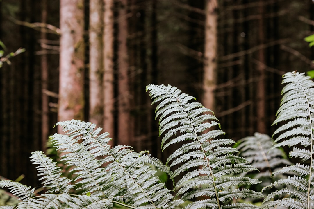 Discover the Magic of the Ardennes Forest in Bastogne - Rue des Scieries 13 | Secret World Trip Planner
