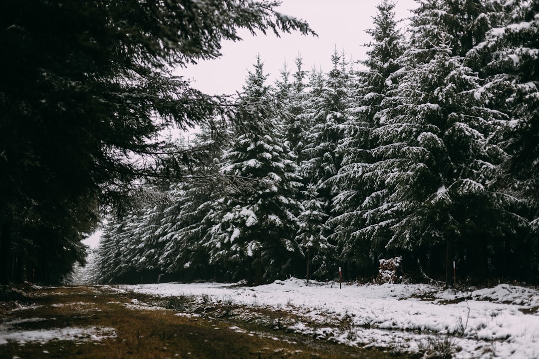 Entdecken Sie die Magie des Ardennenwaldes in Bastogne - Rue des Scieries 13 | Secret World Trip Planner