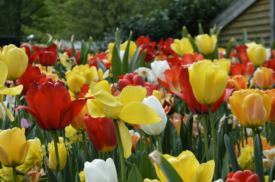 Entdecken Sie die Magie der Keukenhof-Gärten in Lisse - Lisse | Secret World Trip Planner