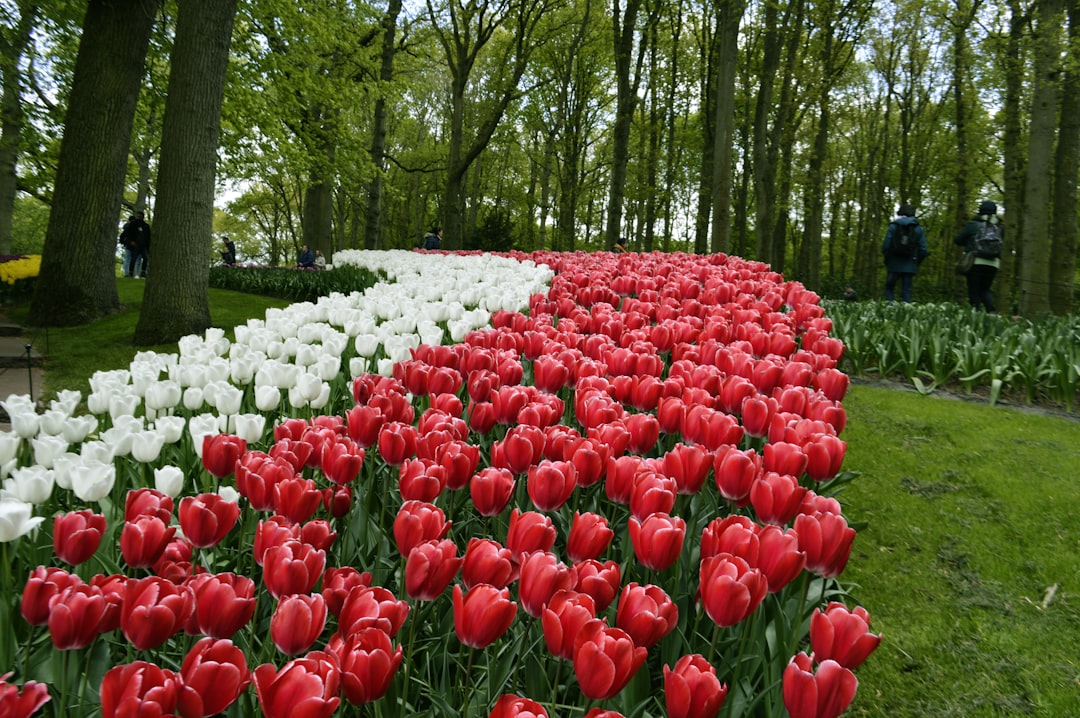 Entdecken Sie die Magie der Keukenhof-Gärten in Lisse - Lisse | Secret World Trip Planner