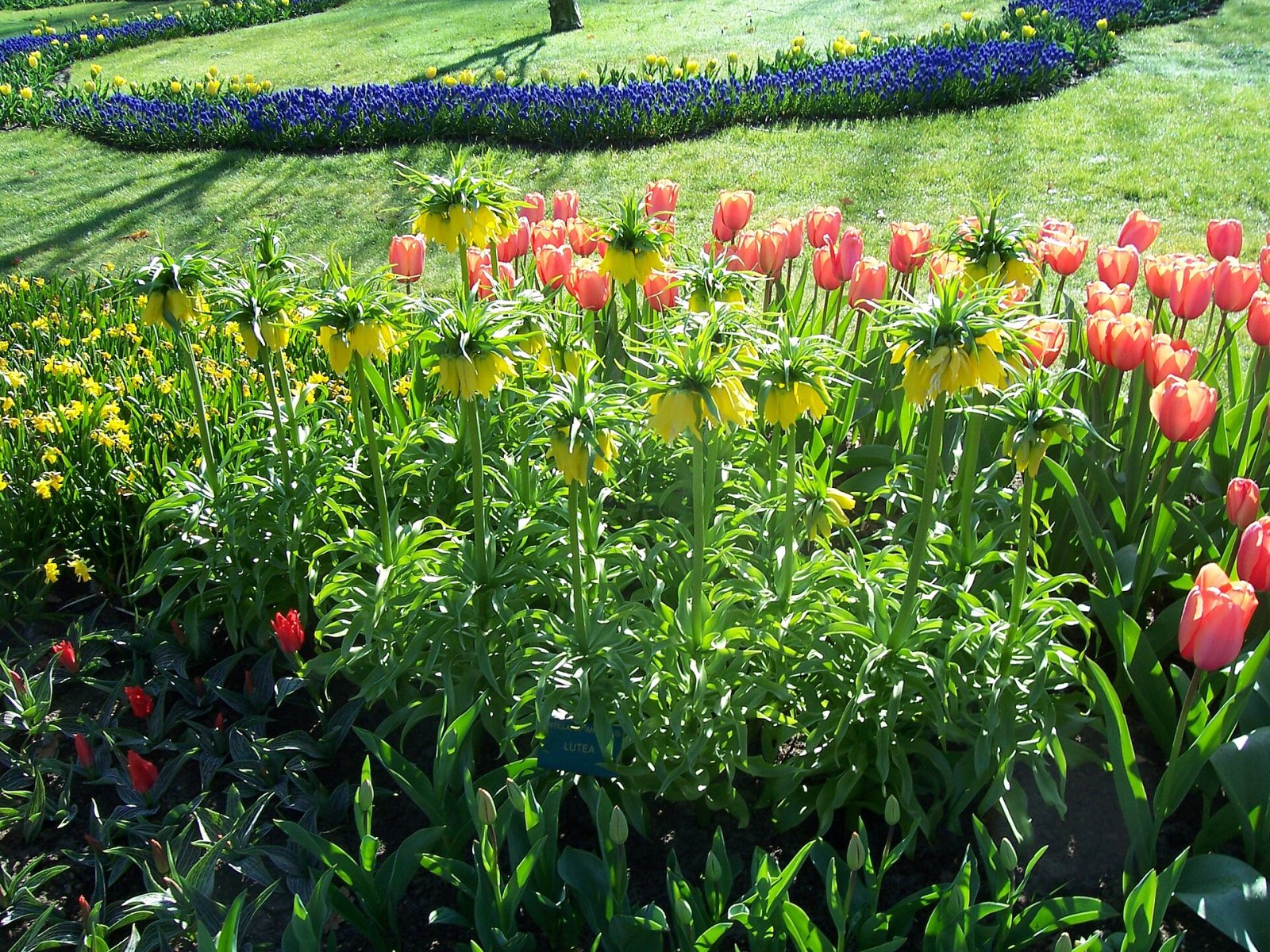 Entdecken Sie die Magie der Keukenhof-Gärten in Lisse - Lisse | Secret World Trip Planner