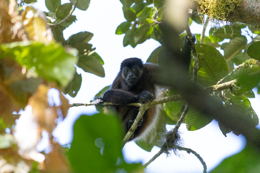 Ometepe: Un Paradiso Naturale nel Cuore del Nicaragua - Ometepe | Secret World Trip Planner