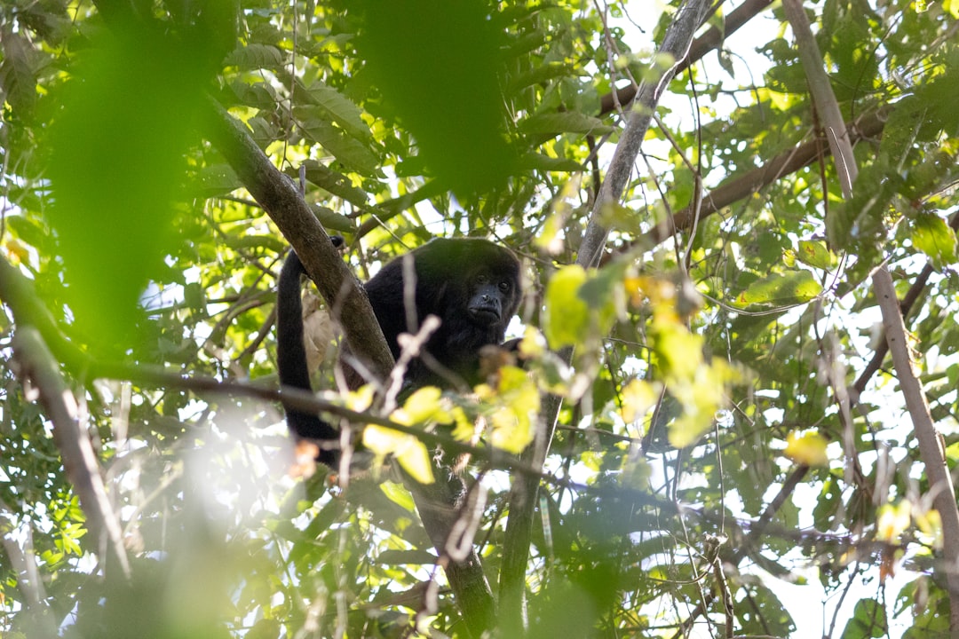Ometepe: Ein Naturparadies im Herzen Nicaraguas - Ometepe | Secret World Trip Planner