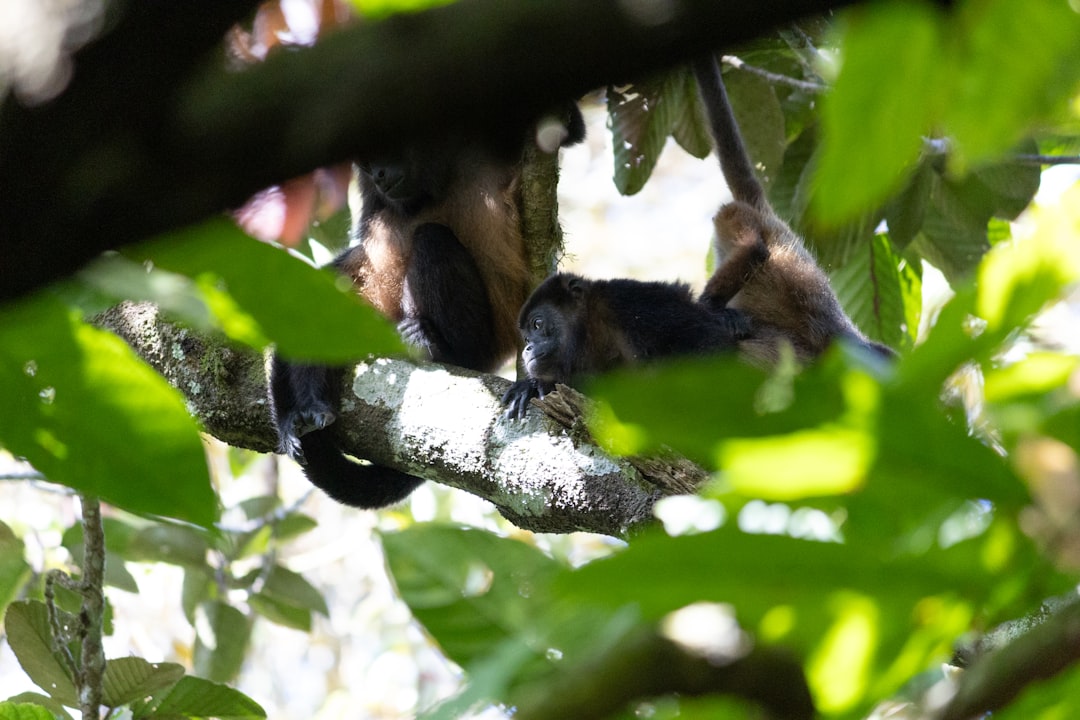 Ometepe: Ein Naturparadies im Herzen Nicaraguas - Ometepe | Secret World Trip Planner
