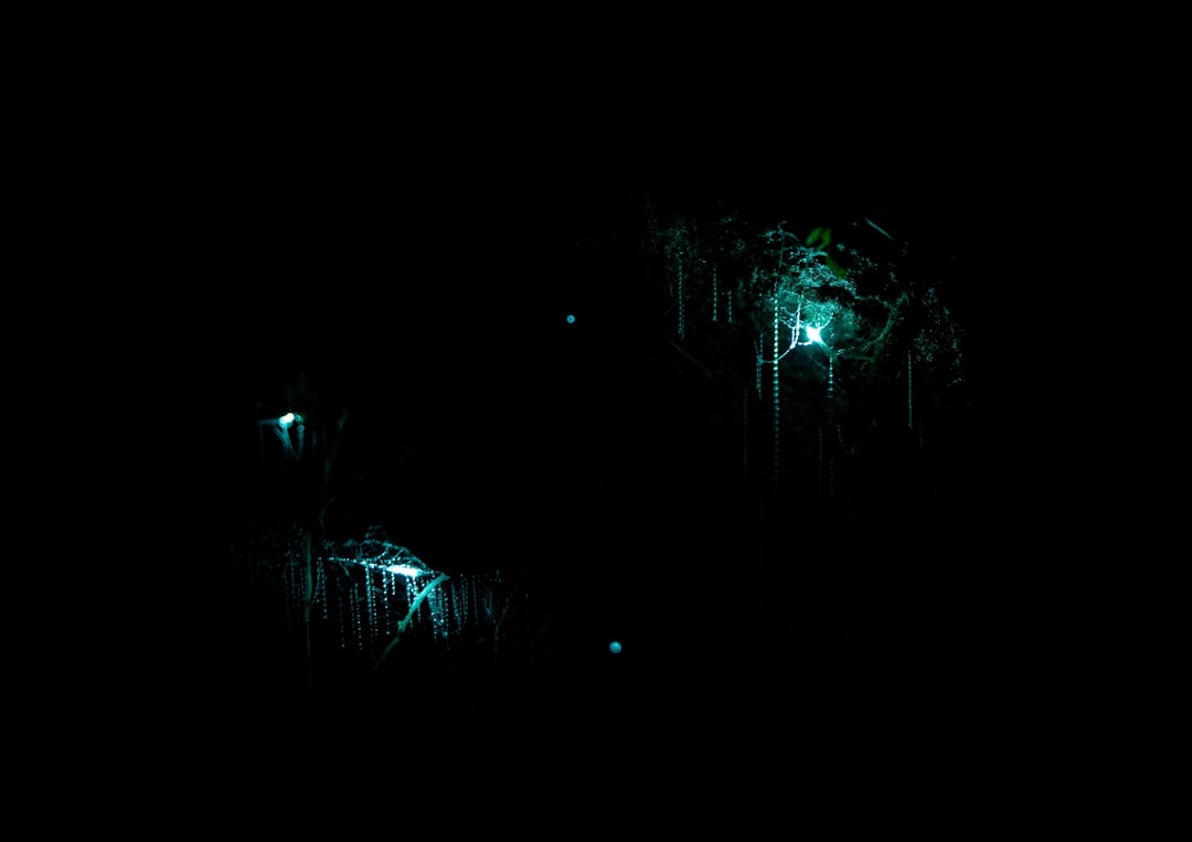Scoprire le Grotte di Waitomo: Un Mondo Magico - Waitomo Caves | Secret World Trip Planner