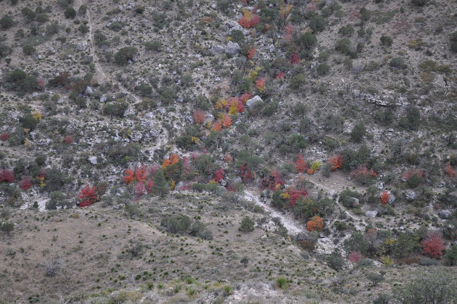 Guadalupe Mountains National Park: un tesoro naturale del Texas - Mianyang | Secret World Trip Planner