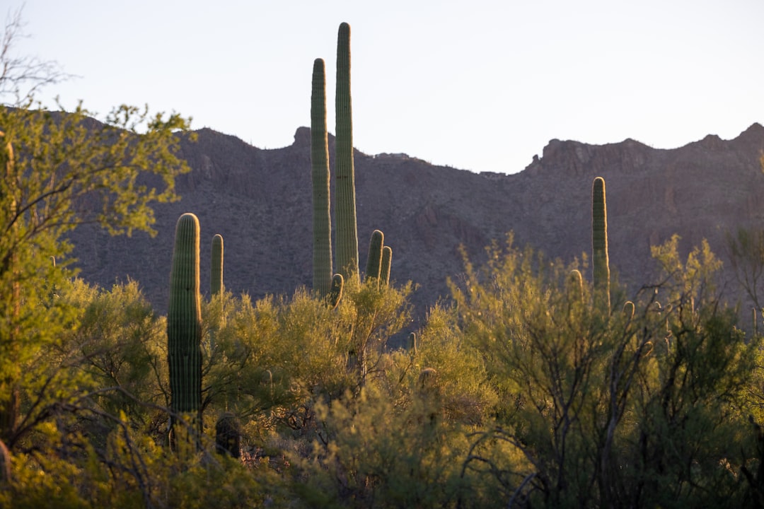 Der Zauber der Sonoran-Wüste: zeitlose Schönheit — Maricopa